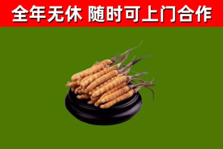 黄州回收冬虫夏草
