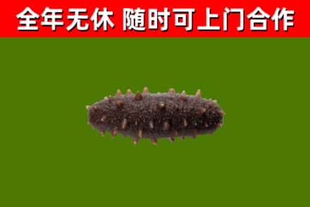 黄州回收海参干